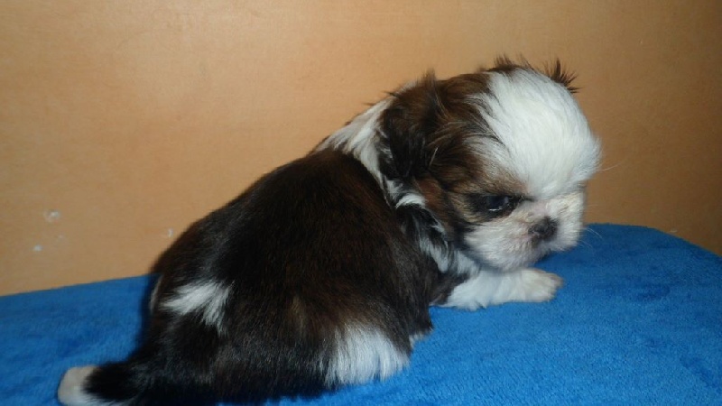 of China diamond - Shih Tzu - Portée née le 23/12/2015